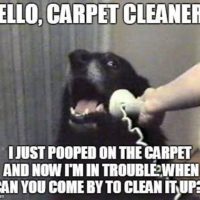 Carpet Cleaning In Dublin - What You Need To Know